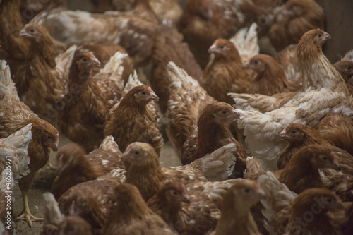 farm chickens in hen house and loose in the field