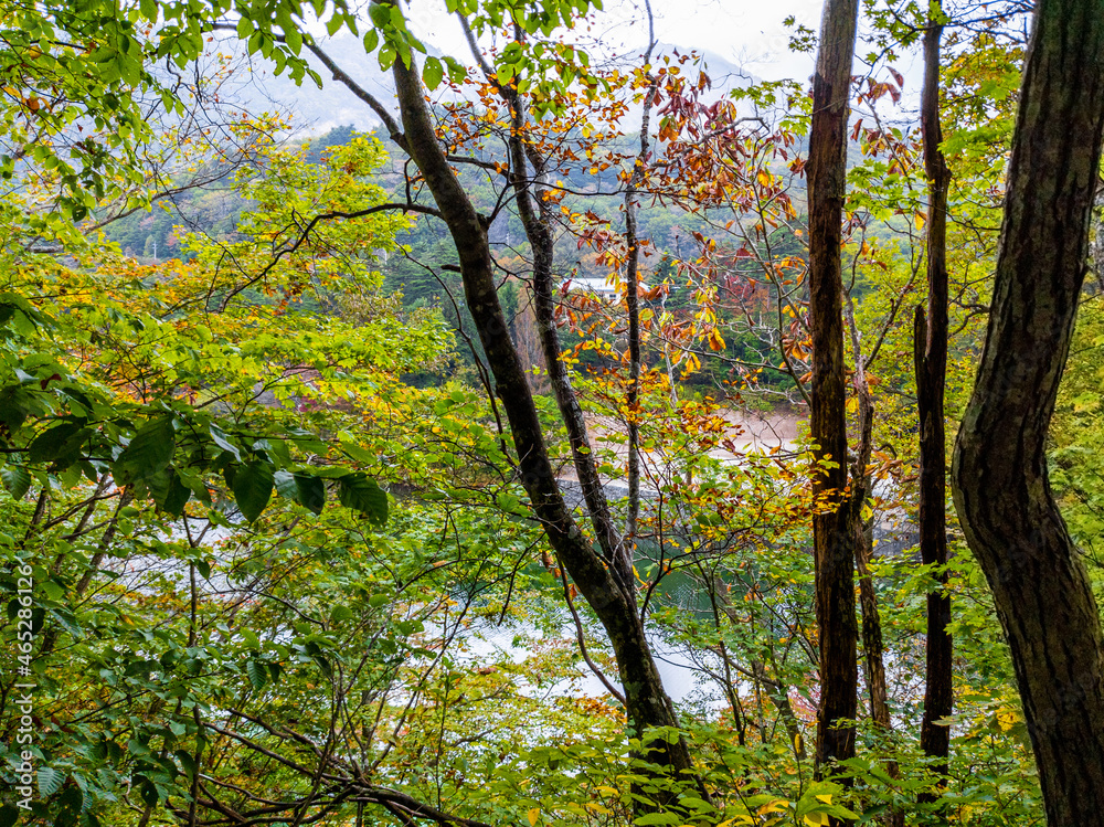 Obraz premium Lake surrounded by deciduous trees in early autumn on a cloudy day (Zao, Yamagata, Japan)