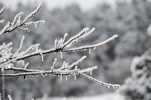Tree branch after winter ice storm