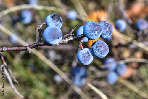 Obraz na płótnie blackthorn on a branch