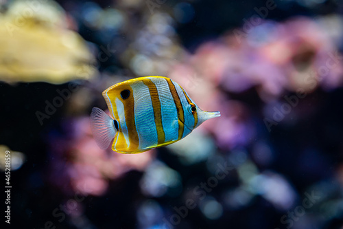 Amazing striped yellow fish swimming underwater on coral reefs background. Tropical sea bottom. Colorful nature calming background.