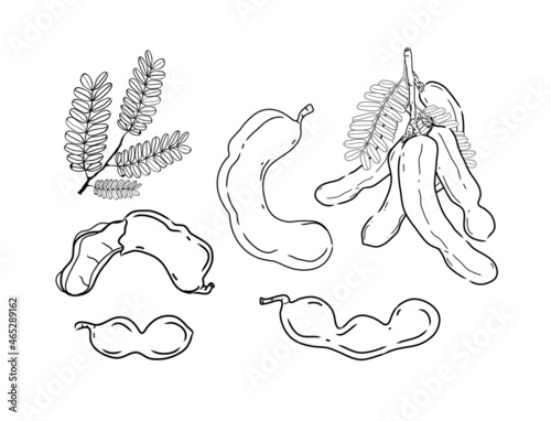 Hand drawn Tamarind (Tamarindus indica). Vector sketch illustration.