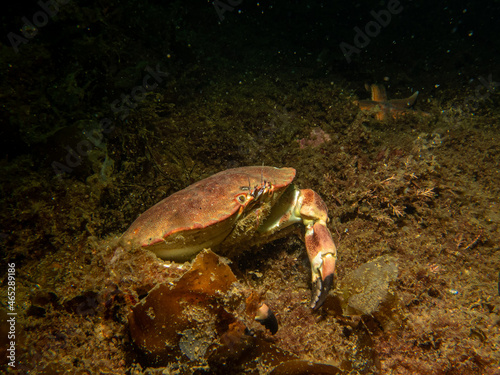 A closeup picture of a Cancer pagurus, also known as edible crab or brown crab. Picture from the Weather Islands, Sweden