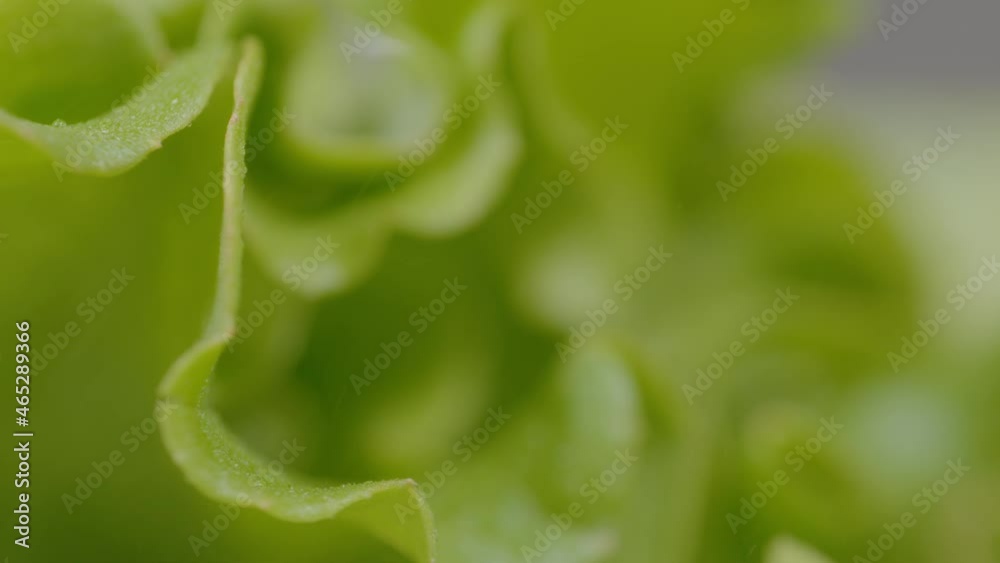 MACRO, DOF: Modern greenhouse irrigation system waters a leafy head of romaine lettuce. Detailed view of rain watering a lettuce on a rainy spring day. Vibrant lettuce leaves are watered by mist. MACRO, DOF: Modern greenhouse irrigation system waters a leafy head of romaine lettuce. Detailed view of rain watering a lettuce on a rainy spring day. Vibrant lettuce leaves are watered by mist.
