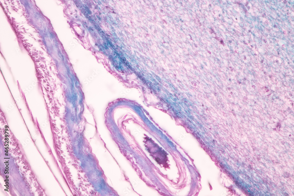 Cerebellum, Thalamus, Medulla oblongata, Spinal cord and Motor Neuron human under the microscope in Lab.
