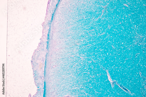 Fotografía Cerebellum, Thalamus, Medulla oblongata, Spinal cord and Motor Neuron human under the microscope in Lab