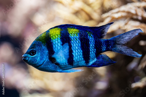 Amazing blue striped Abudefduf saxatilis - Sergeant-major fish swimming underwater on coral reefs background. Tropical sea bottom. Colorful nature calming background.