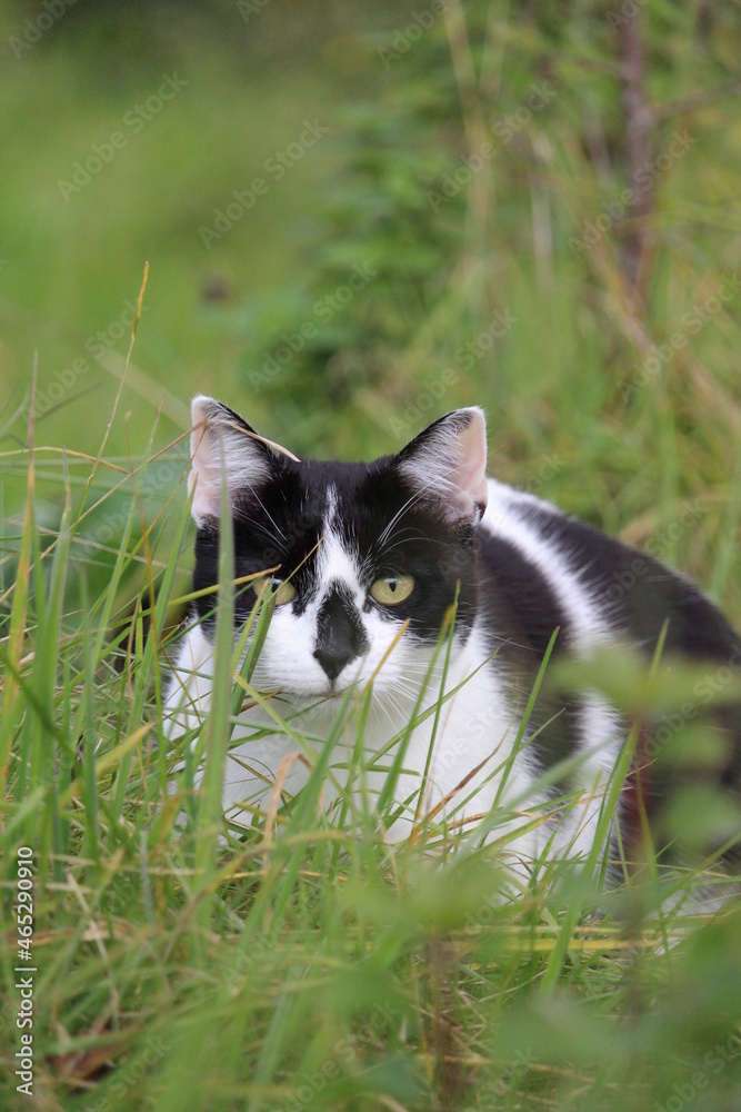 Black and white cat hunting in the grass 