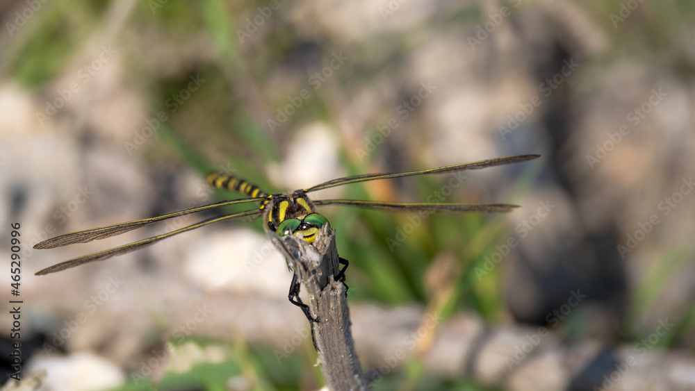 Golden ringed dragonfly aka Cordulegaster boltonii on stem, with face to camera. Golden ringed dragonfly aka Cordulegaster boltonii on stem, with face to camera.