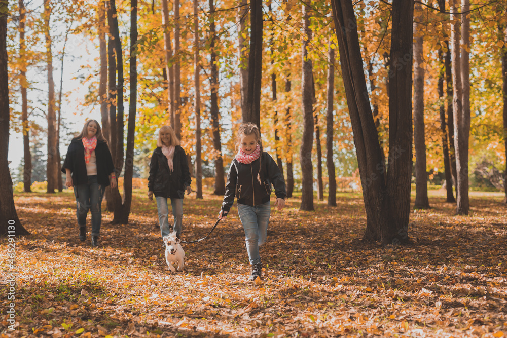 Little girl running with her dog jack russell terrier among autumn leaves. Mother and grandmother walks behind