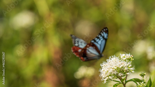 アサギマダラ　旅をする蝶 © HIROKI