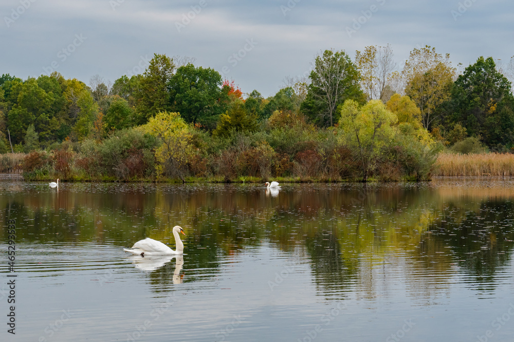 Fototapeta premium Swans are swimming in the reflection of Autumn colors.