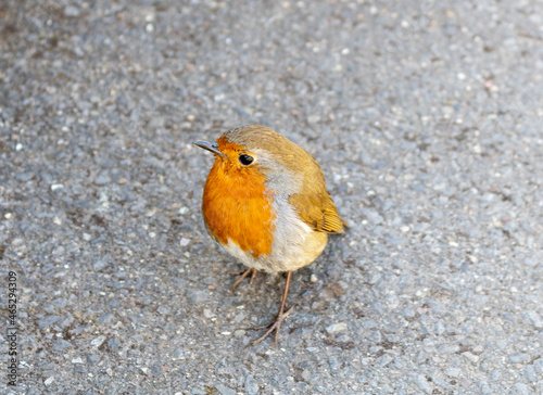 Robin Bird in the park. View from top to bottom. 