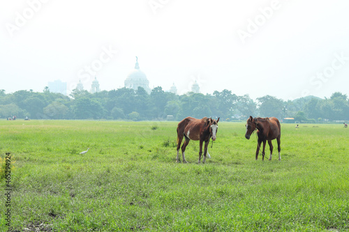 horse in field in front of victoria