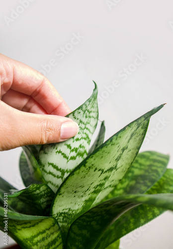 Closeup of a hand touching the leaves of a Sansevieria trifasciata Hahnii Birds Nest Snake plant. Isolated on white background, copy space. Dense rosette of green leaves with gray-green crossbands photo