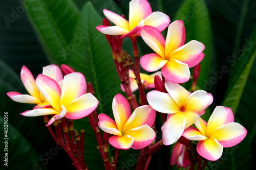 frangipani plumeria flower