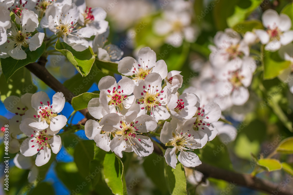 Fototapeta premium Sprig of white flowers blooms on a pear tree against a blue sky