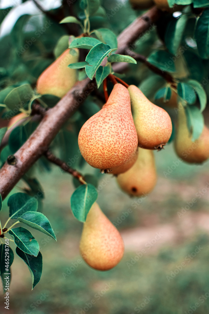 Pears on the tree. Fresh pear Pears on the tree. Fresh pear