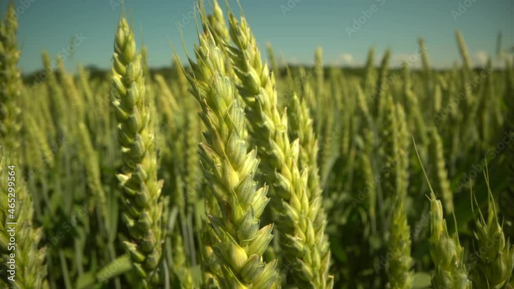 Spring field. Close-up of wheat ears. Beautiful rye field. Field and forest plants. Botanical walks. Awakening nature. Wheat ears sway in the wind. Spring harvest. Beautiful view of endless green Spring field. Close-up of wheat ears. Beautiful rye field. Field and forest plants. Botanical walks. Awakening nature. Wheat ears sway in the wind. Spring harvest. Beautiful view of endless green