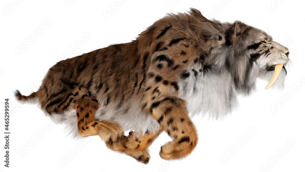 3D Rendering Sabertooth Tiger on White 3D Rendering Sabertooth Tiger on White