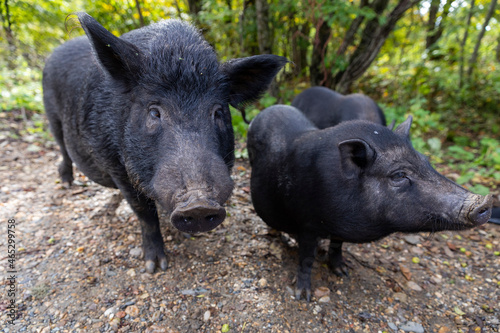 Russia. Adygea. The nature of Adygea. Caucasian Nature Reserve. Wild boars in nature.