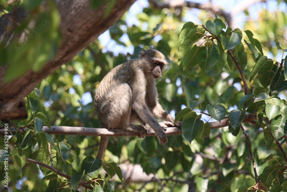 Vervet Monkey in the Babatswa park in Namibia Vervet Monkey in the Babatswa park in Namibia