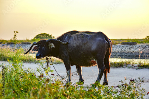 An old buffalo walking on a dirt road in Bang Lamung village, Thailand. photo