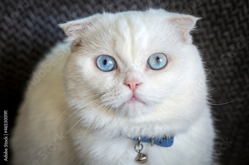 White scottish fold cat, bl...