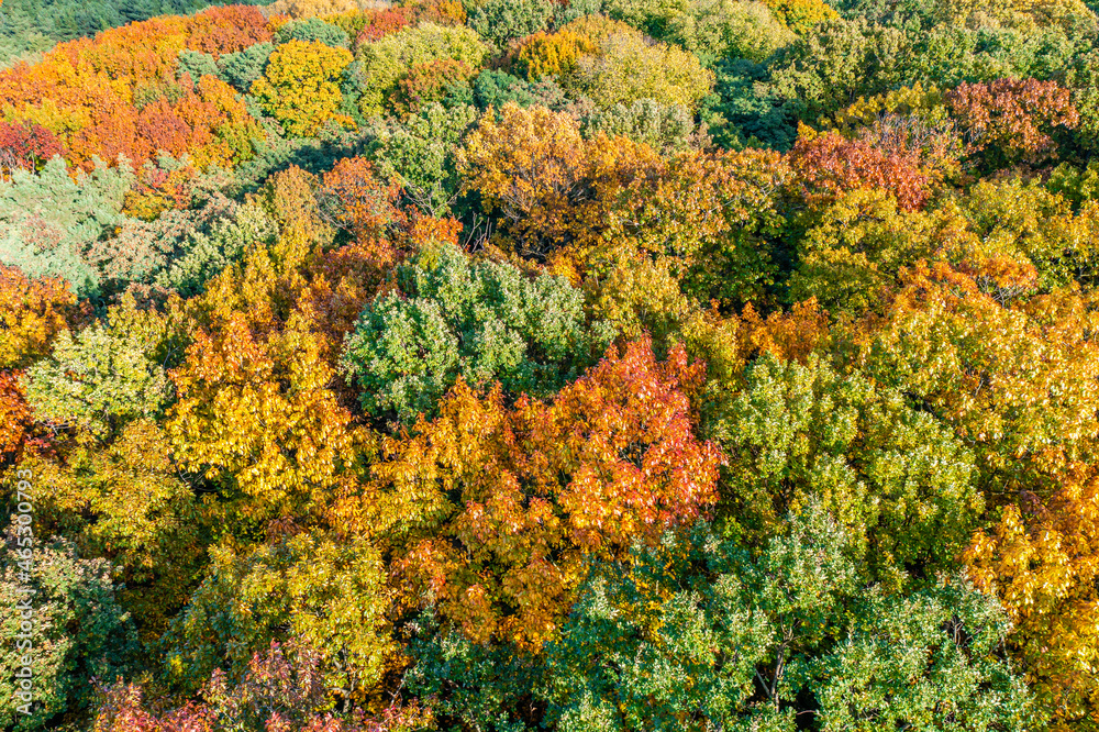 Aerial top down landscape of beautiful colorful autumn forest