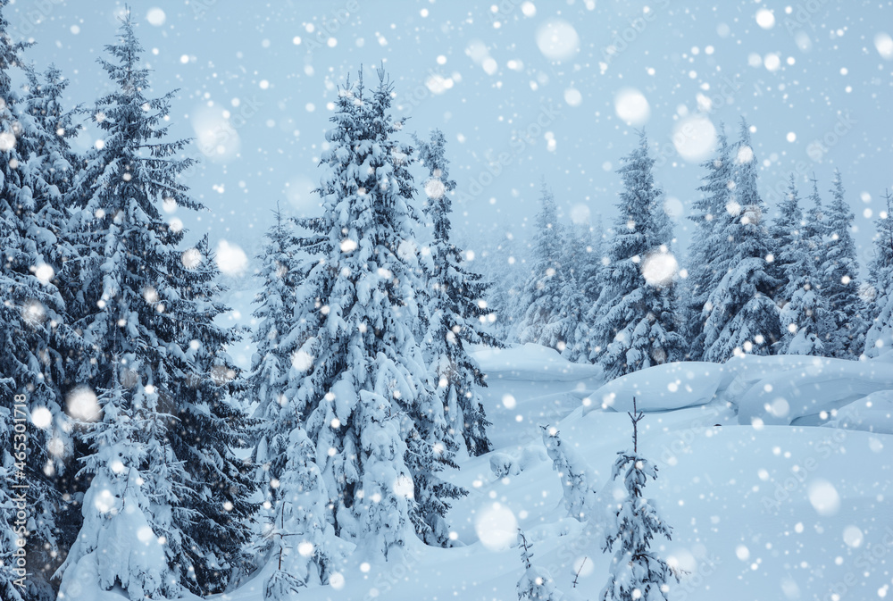 Fototapeta premium Frozen white spruces on a frosty day. Location Carpathian mountain, Ukraine.