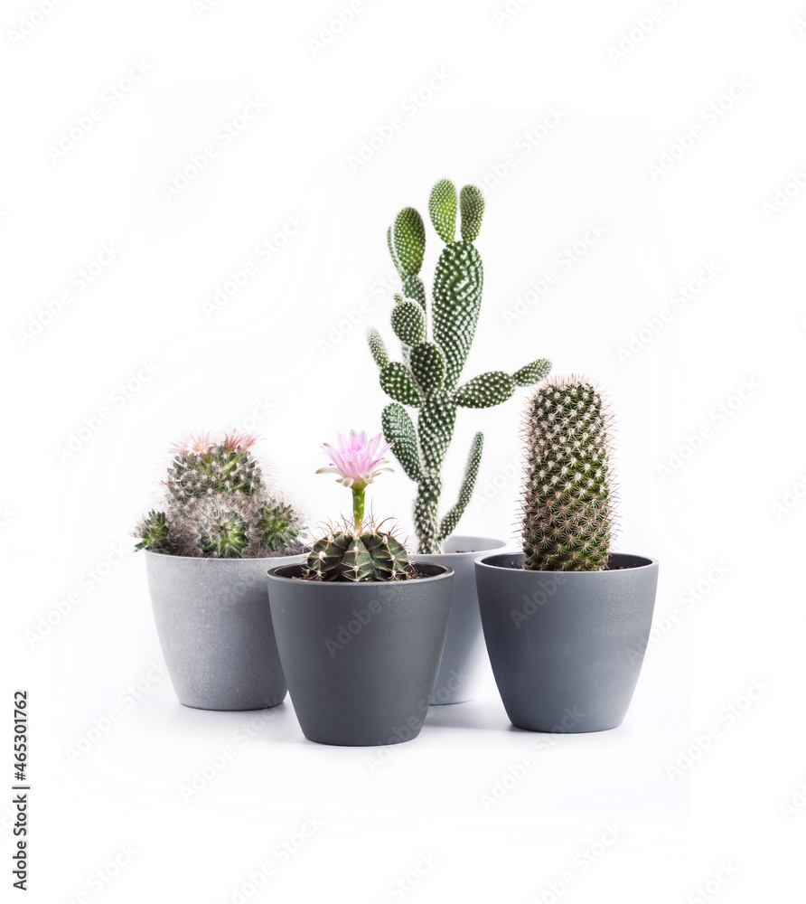 Potted cacti isolated on white background Potted cacti isolated on white background