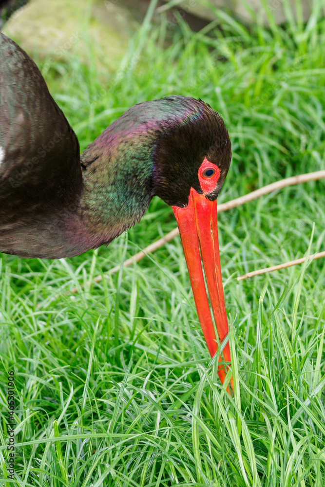Naklejka premium Ciconia nigra - portrait of a black stork in nature.