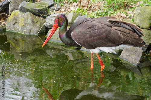 Ciconia nigra - black stork bird wading and hunting in the water. © lapis2380