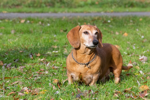 dog dachshund lying on the grass
