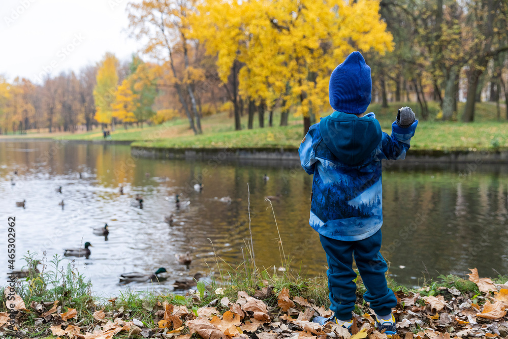 Russia. Saint-Petersburg. Autumn in the Novoznamenka Park. A child feeds ducks in a pond.