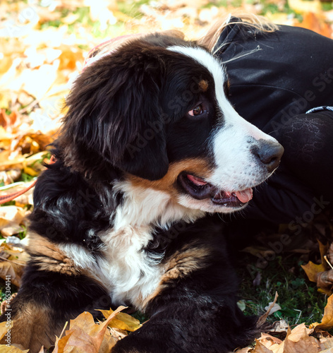 one bernese dog in leaves  a girl hugs a dog in the park