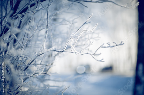 Snow-covered tree branches. Winter. © Azaliya (Elya Vatel)