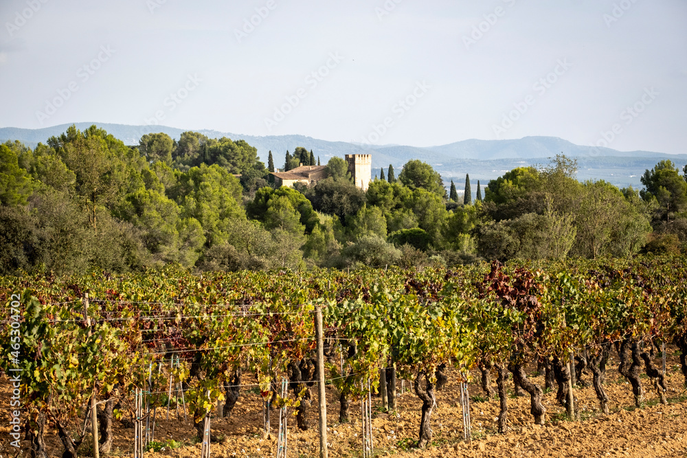 Vineyard landscapes in autumn in the Penedes wine region in Catalonia
