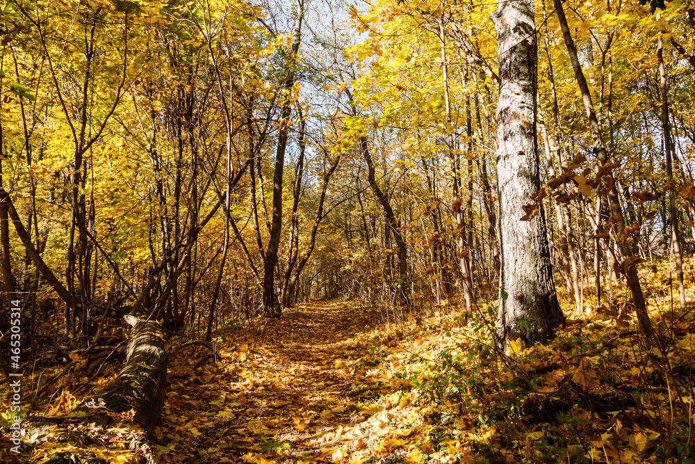 Fototapeta premium A path in an autumn park covered with fallen yellow leaves