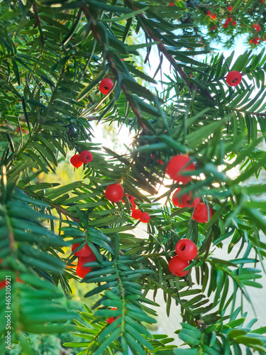 Fototapeta Naklejka Na Ścianę i Meble -  Red berries on a green spruce branch