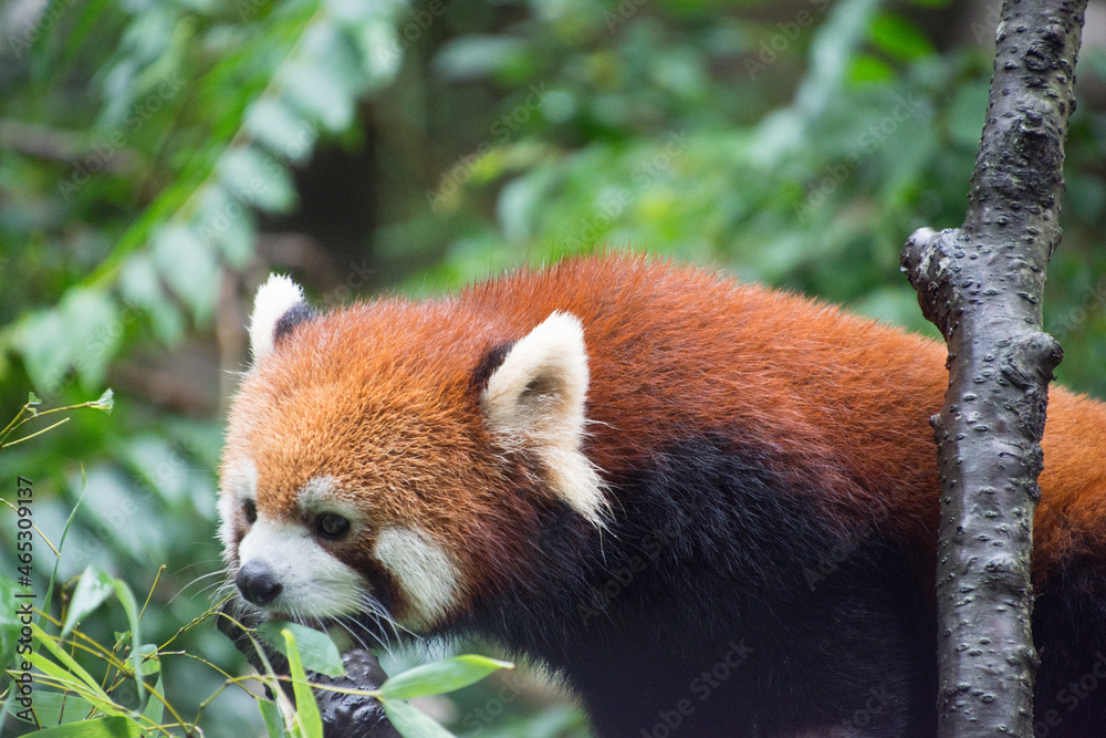 Fototapeta premium レッサーパンダ