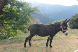 Detail of beautiful Equus africanus asinus (Catalan donkey).