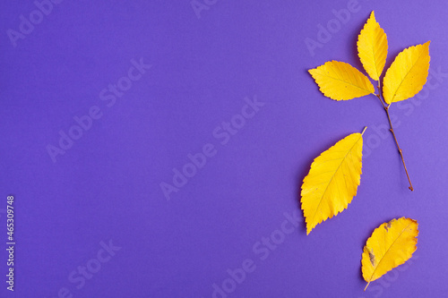 Flat lay of yellow autumn leaves changing their position on purple background on right. Bright leaf fall autumn holidays halloween concept with copy space.