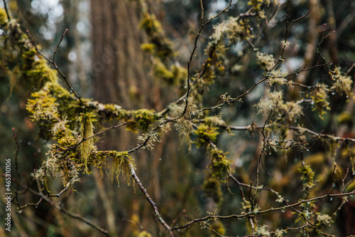 Winter Forest | Washington 