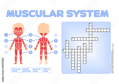 Crossword Puzzle for Children. Human Muscular System. Brain teaser for Anatomy and Biology Lesson. Worksheet for Printing. Educational Game from a Workbook. Cartoon style. Vector stock illustration.