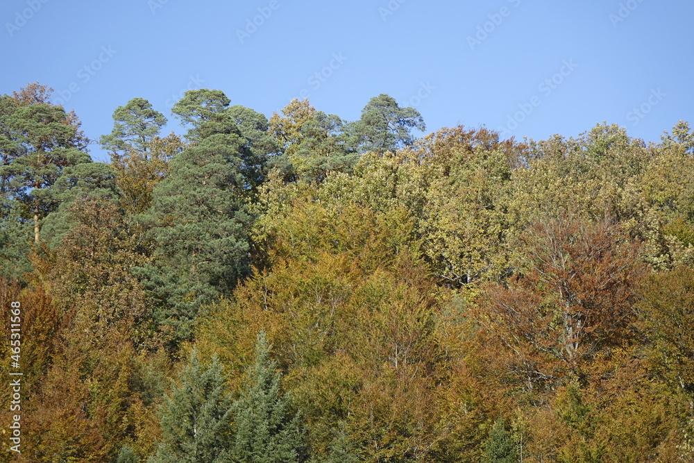 Autumn trees with colourful foliage under a blue sunny sky, Ludwigswinkel, Fischbach, Rhineland Palatinate, Germany
