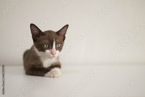 Chocolate brown kitten cat with white mask is looking at something sitting on white background pet concept
