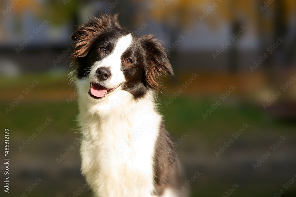 Portrait of happy positive beautiful black and white dog Border Collie is smiling and looking at camera, walking in the park outdoors. Blurred natural background. Portrait of happy positive beautiful black and white dog Border Collie is smiling and looking at camera, walking in the park outdoors. Blurred natural background.