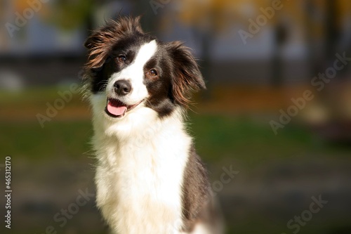 Fototapeta Naklejka Na Ścianę i Meble -  Portrait of happy positive beautiful black and white dog Border Collie is smiling and looking at camera, walking in the park outdoors. Blurred natural background. 