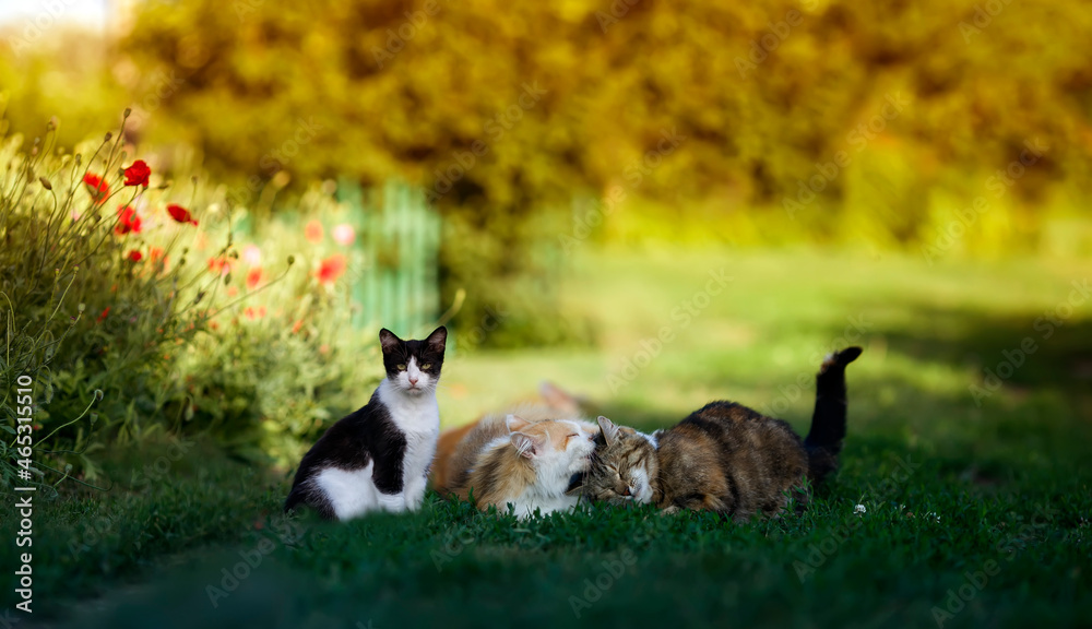 fluffy friends cats walk in the summer sunny garden and lie on the green lawn fluffy friends cats walk in the summer sunny garden and lie on the green lawn